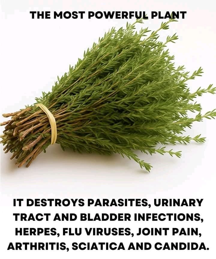 It is among the most powerful plants in the world 25 0d9a85ca d767 4a14 8271 f092d7b38cab