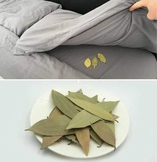 Place three bay leaves under your bed before going to sleep: here's why 25 465713242 580107561249695 7882921354446589208 n.jpg 2