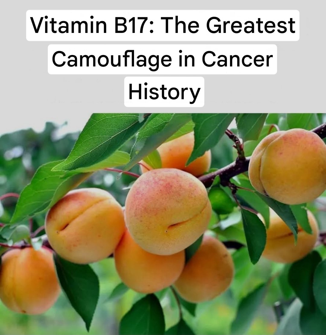 Vitamin B17: The Greatest Cover-Up in Cancer History Nutritional Supplements 25 Screenshot 20251023 023416 Google