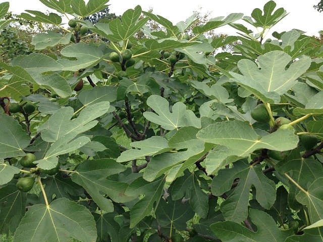 Why didn't our ancestors plant a fig tree near the house? 25 smokinya 1