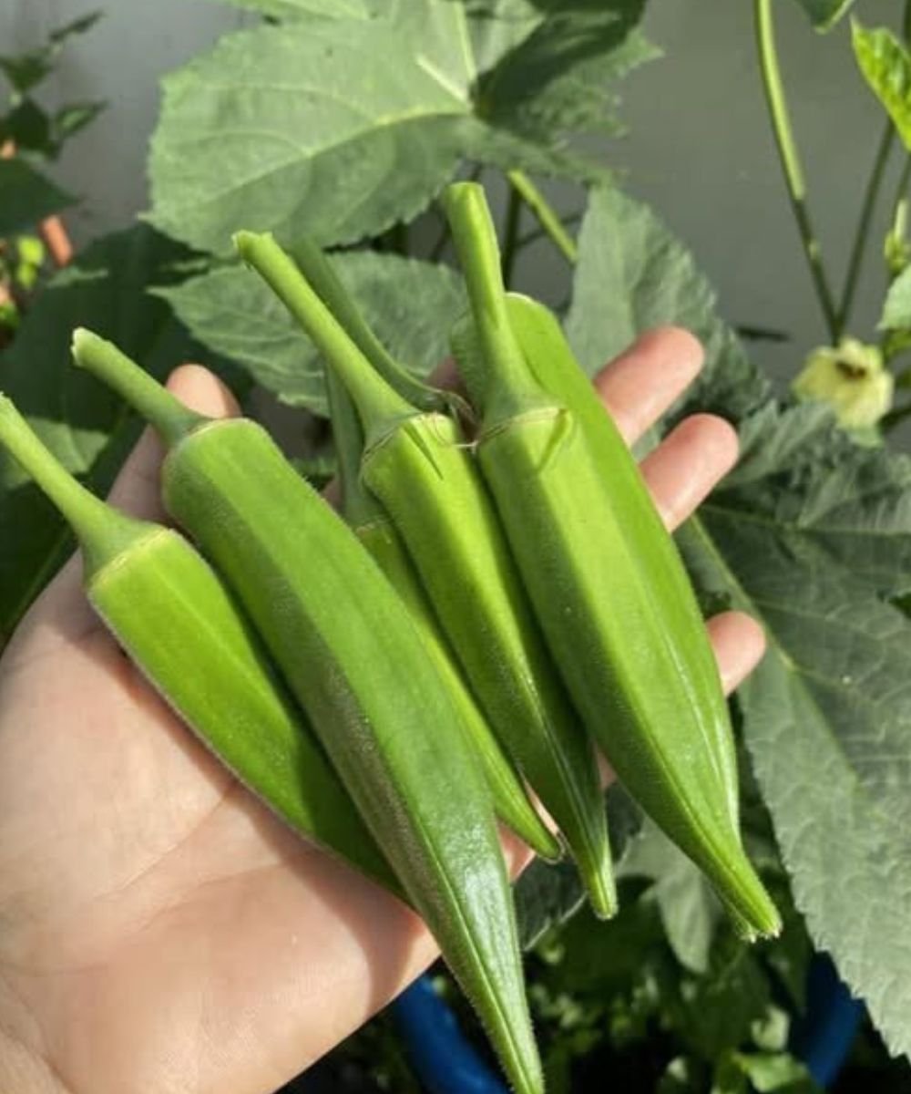 Why Okra May Support Health, According to Experts 25 anh post 2025 12 19T075357.541