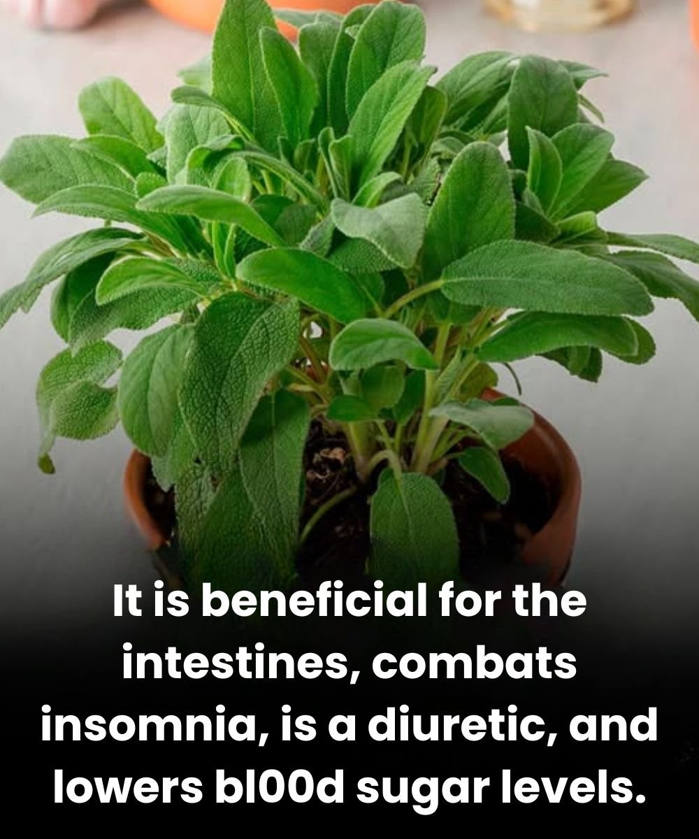 The Benefits of This Essential Culinary Plant for Brain Health in Adults Over 60 25 anh post 2025 12 29T090209.998