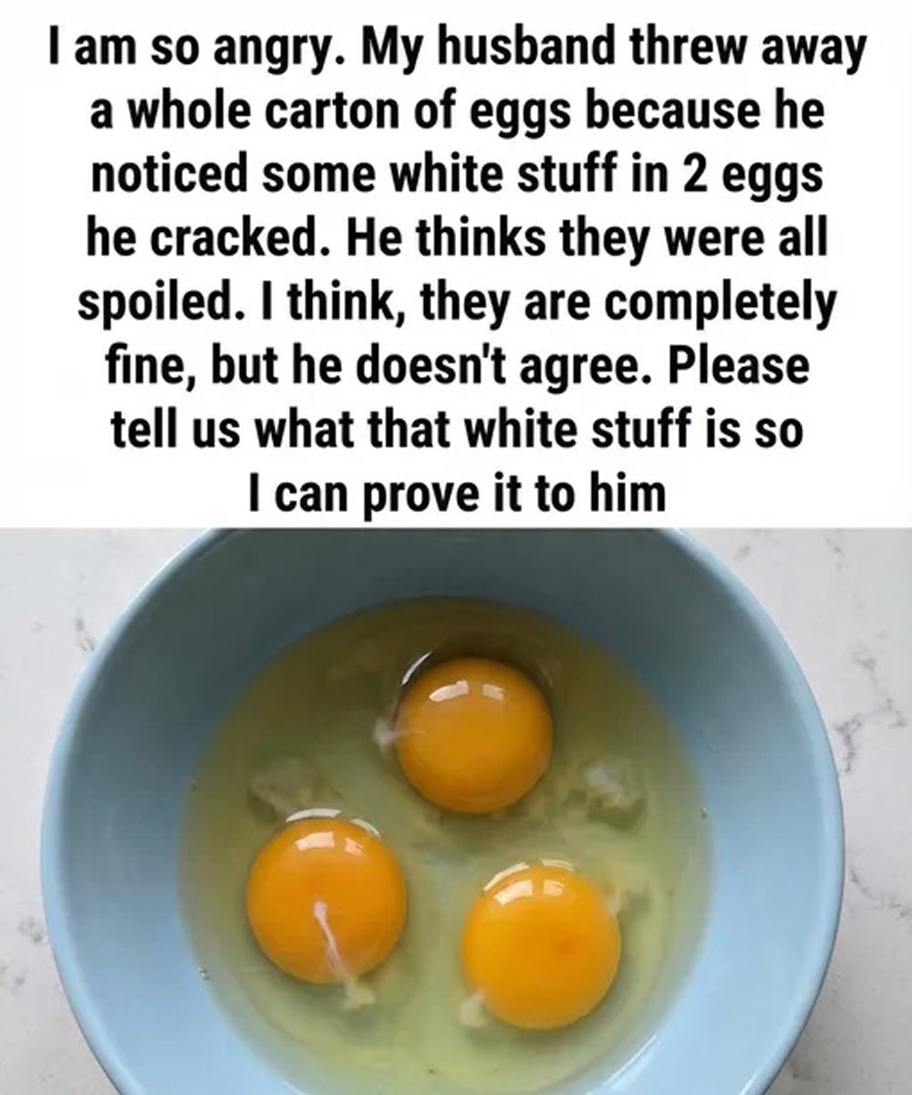 What Is the White Strand in Eggs? A Simple Explanation 25 ba99