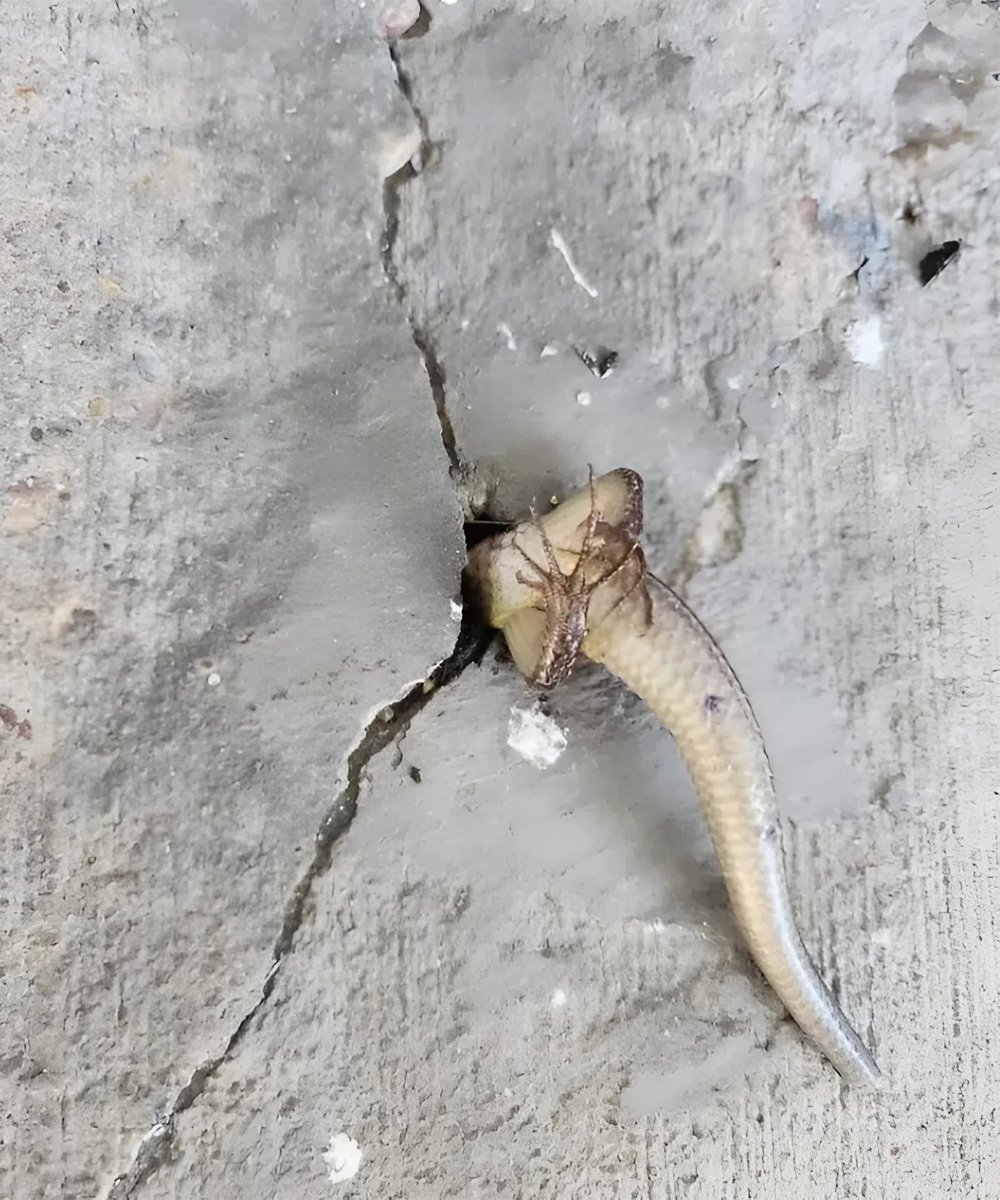 In the morning I went out onto the balcony and right in the wall I noticed something strange that was moving inside it: at that moment I was overcome with real horror, especially when I realized what it was 25 mjj