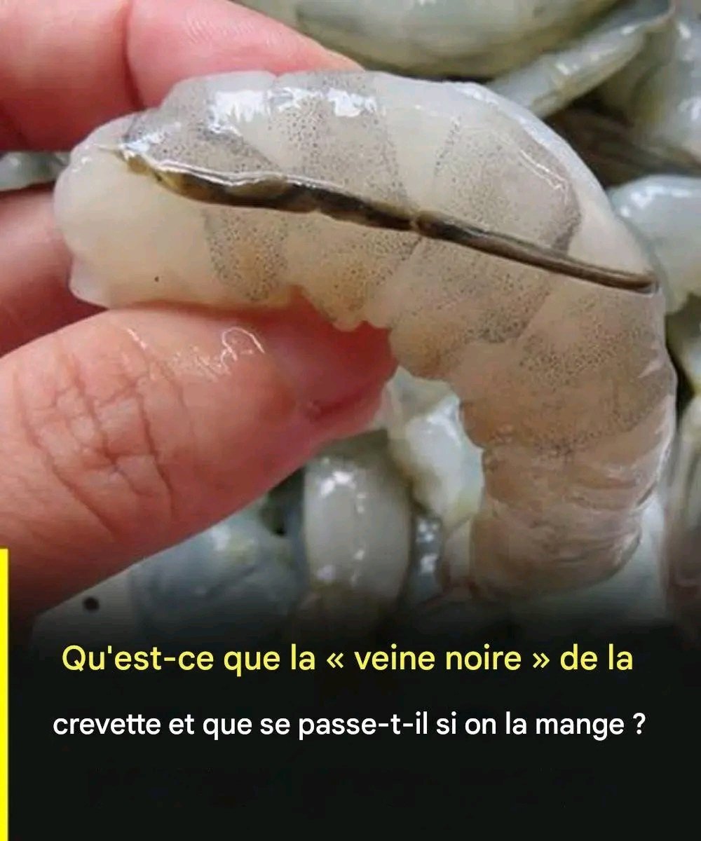 Qu’est-ce que la veine de la crevette, au juste ?… Voir plus 25 1781982745408
