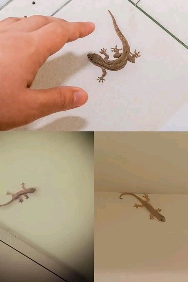 Lorsqu’un lézard entre dans votre maison, en voici la signification… Voir plus 25 1782049771931