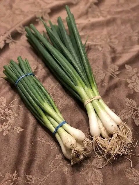 Ma belle-mère m'a demandé d'aller chercher des oignons verts au magasin. Quand je suis rentré à la maison, elle a dit que j'avais acheté des oignons verts à la place et a refusé de les utiliser. Elle a été assez impolie à ce sujet. Honnêtement, je pensais que c'était la même chose—sont-ils réellement différents, ou simplement des noms différents pour la même chose? 25 1782197800084