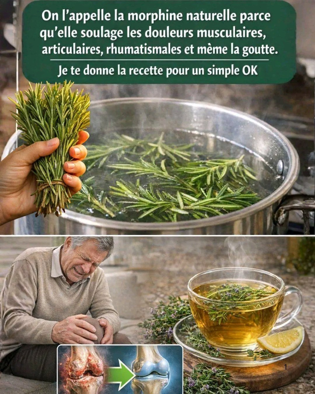 # Le Romarin : Une Plante Médicinale Puissante pour Soulager la Douleur et Améliorer la Santé Naturellemen 25 1782200799646