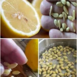 10 facons ingenieuses de reutiliser les pepins de citron a la maison.jpg