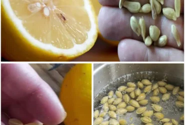 10 facons ingenieuses de reutiliser les pepins de citron a la maison.jpg