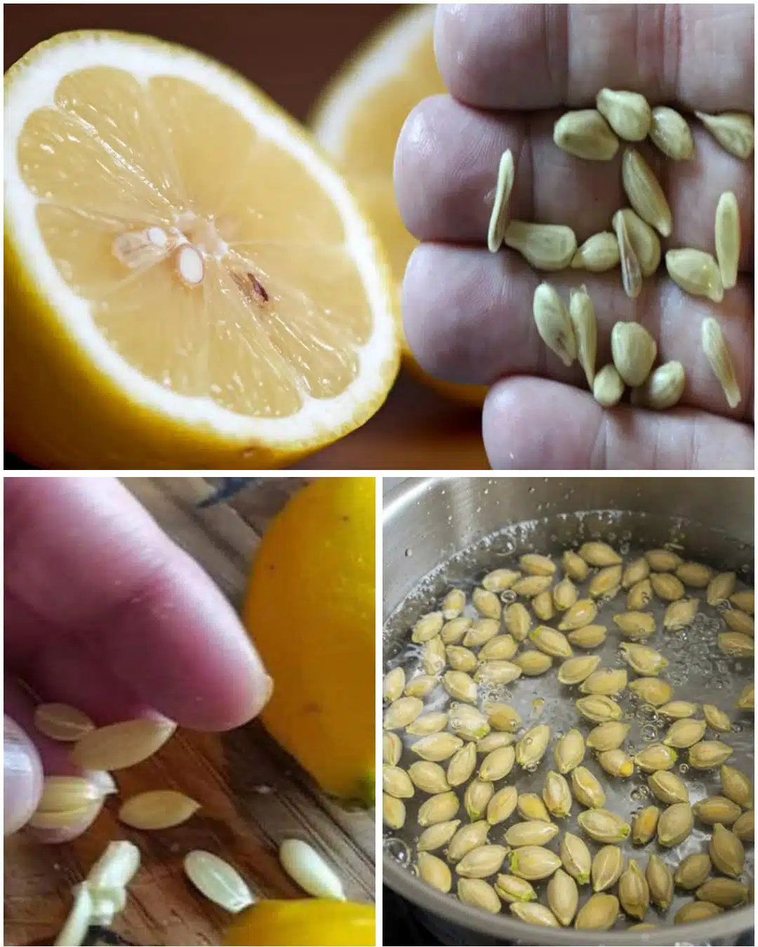 Ne jetez plus vos pépins de citron : 10 idées malines pour les recycler au quotidien 25 10 facons ingenieuses de reutiliser les pepins de citron a la maison.jpg