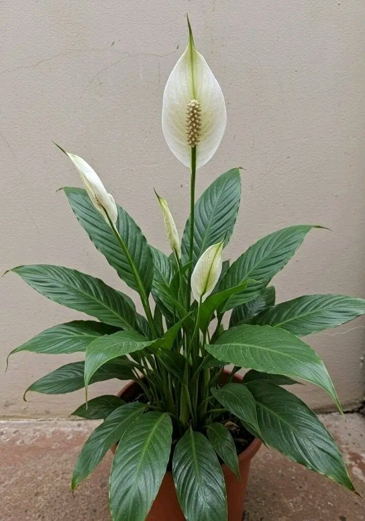 Une seule tasse fait fleurir le lis de la paix avec autant de fleurs (toute l'année)...Voir la recette dans les commentaires. ⤵ Si vous voulez suivre mes recettes, écrivez "oui". 25 1782587777383
