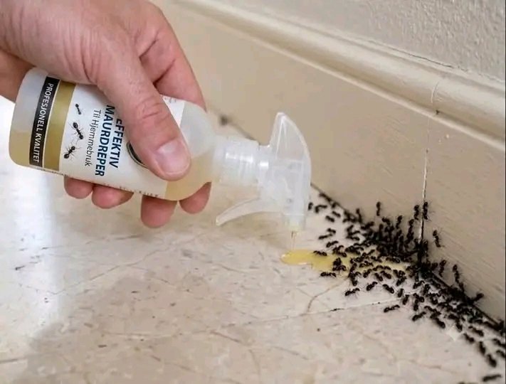 Fabriquez un répulsif anti-insectes naturel à la maison : une recette simple contre les fourmis, les moustiques et les araignées. Article complet ci-dessous 25 1782999337861 1