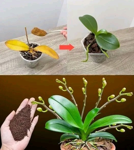Une simple cuillère à café, et soudain, l'orchidée fleurit miraculeusement en masse. *S'il vous plaît – Nous avons besoin de votre aide pour rester sur ce réseau social. Répondez à nos messages (un simple « oui » ou un émoticône souriant suffira), sinon nous disparaîtrons définitivement. L'article se trouve dans le premier commentaire. 25 1783199040314