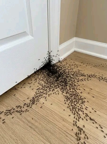 Si des fourmis apparaissent dans votre maison, cela peut révéler quelque chose d’important… Voir plus. 25 1783437508771