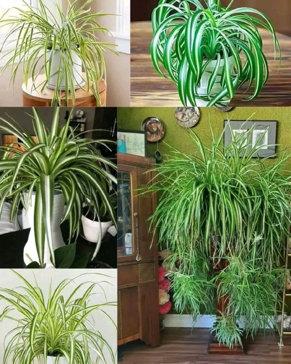 Si vous avez cette plante chez vous, vous avez de la chance : nous allons vous expliquer pourquoi elle vaut son pesant d'or. 25 1783772715965
