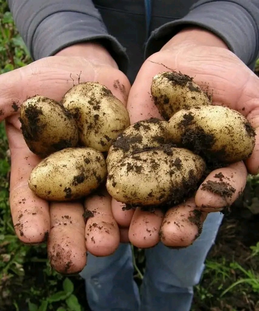 Des médecins révèlent que la consommation de pommes de terre provoque… Voir plus… Voir plus d'instructions dans le premier commentaire 25 1783978275909 1 1