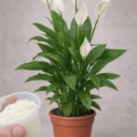 comment utiliser le bicarbonate de soude pour favoriser la floraison de vos plantes.jpg
