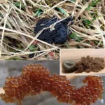 si vous voyez ces oeufs dans votre jardin brulez les immediatement guide complet pour identifier et gerer les oeufs de tiques.jpg