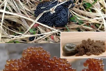 si vous voyez ces oeufs dans votre jardin brulez les immediatement guide complet pour identifier et gerer les oeufs de tiques.jpg