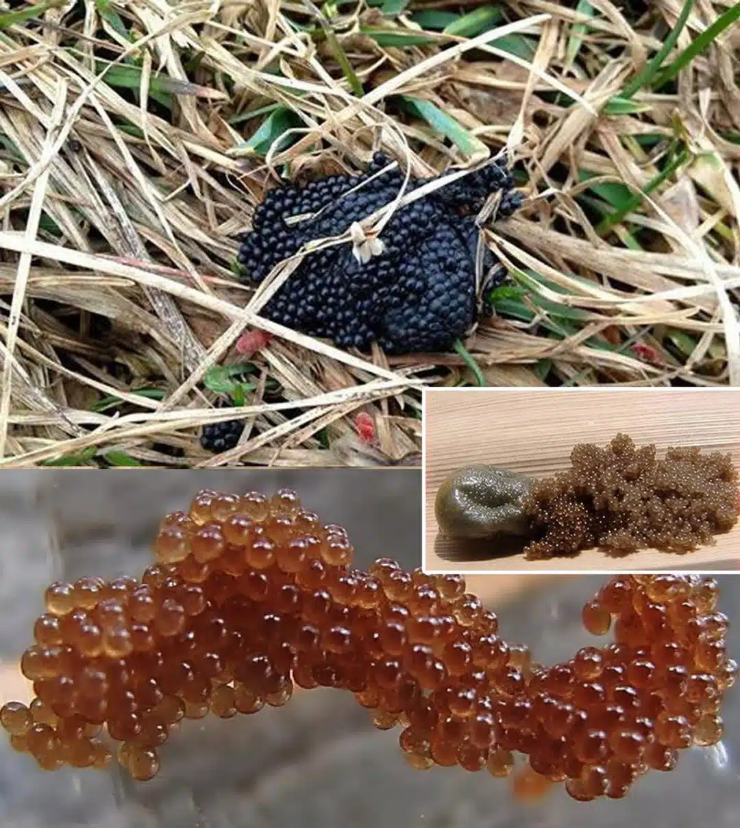 Votre jardin abrite-t-il ces grappes suspectes ? Guide pour reconnaître et neutraliser les œufs de tiques. 25 si vous voyez ces oeufs dans votre jardin brulez les immediatement guide complet pour identifier et gerer les oeufs de tiques.jpg