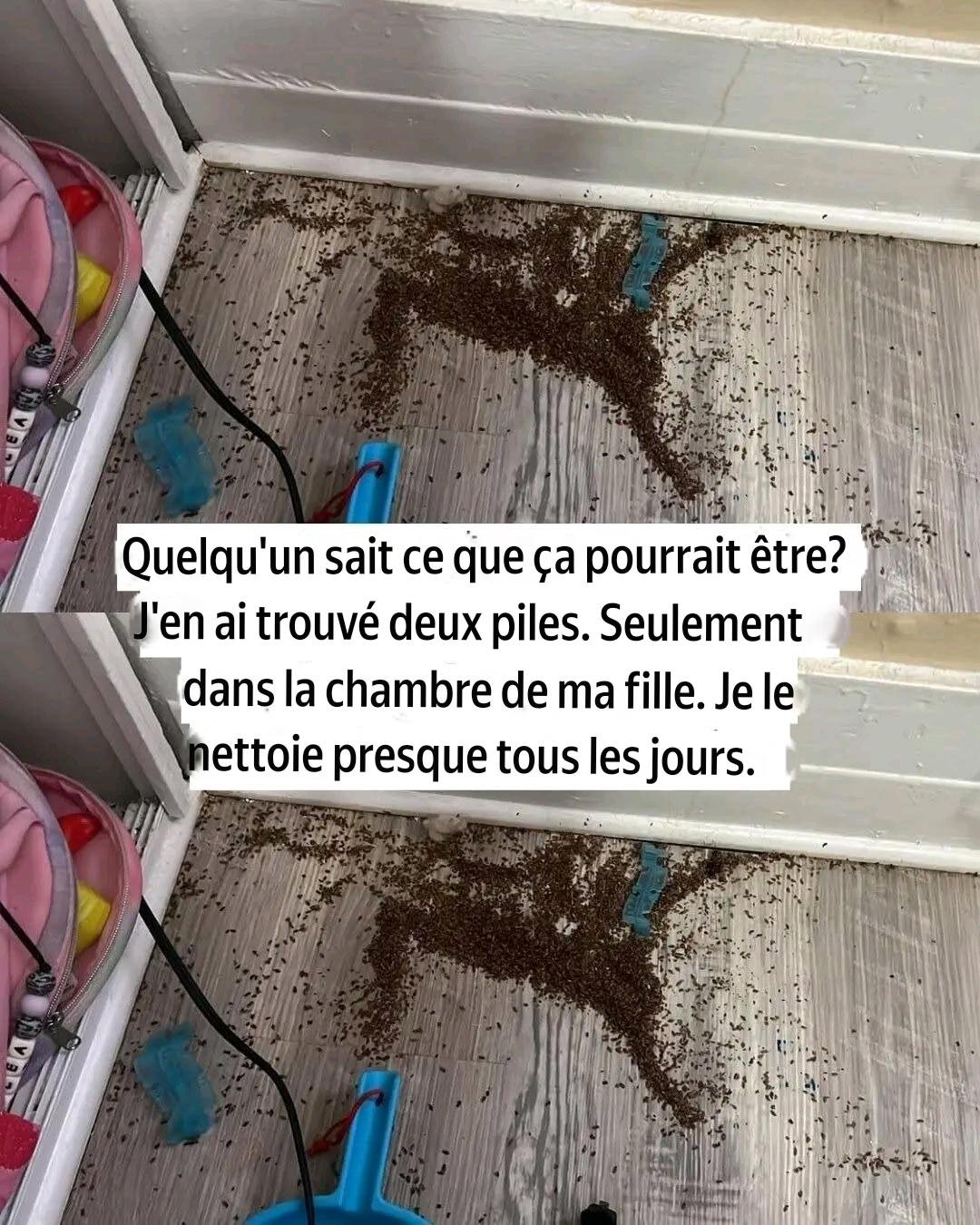 Nous venons d'emménager dans une location... et j'en ai maintenant trouvé deux petites piles uniquement dans la chambre de ma fille. Je nettoie presque tous les jours, donc le fait qu'il soit réapparu aussi vite est ce qui me fait sortir. ⬇️ 25 translation 20260704 042513